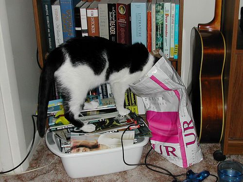 Tux Gets a Little Snack by fuzzcat cat food photo