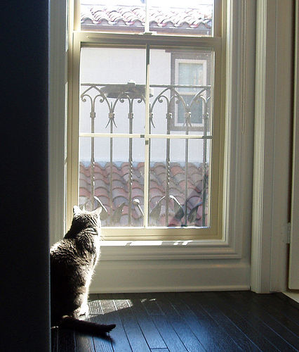 gumbo finds the sunny spot by emdot cat window photo