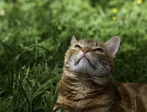 Enjoying Life by Anne Worner cats outside photo