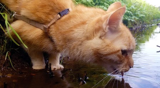 Katze Oder Kater So Findest Du Das Geschlecht Heraus Und