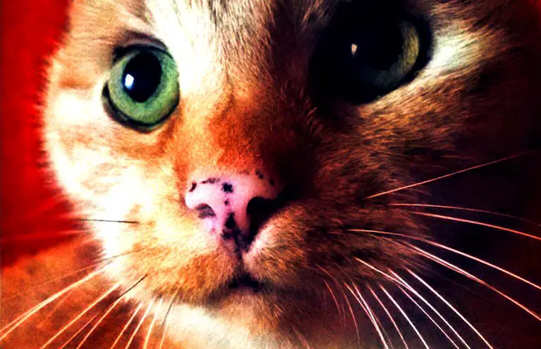 Katze Nase Rot