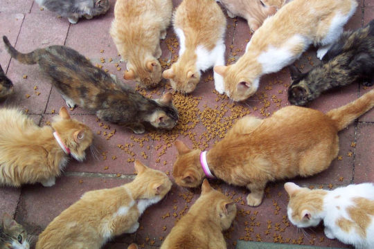 Die 5 schlimmsten Bemerkungen zum Tod einer Katze (und wie man darauf