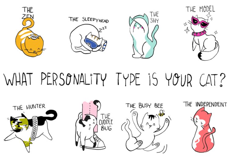 Cat-Personality