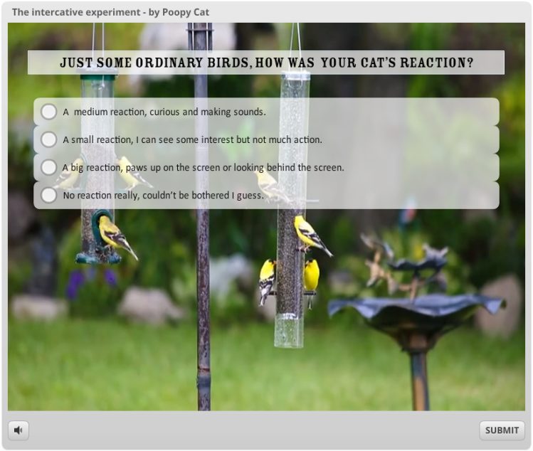Intercative-Birds