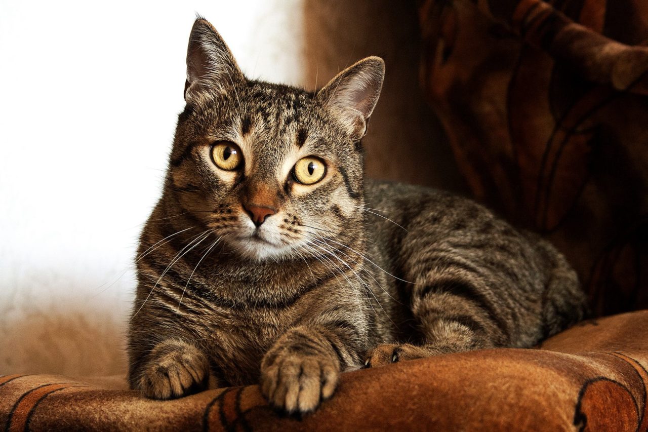 Kater Besteigt Kater Und Beißt In Den Nacken Katze oder Kater: Geschlecht bestimmen und die wichtigsten Unterschiede