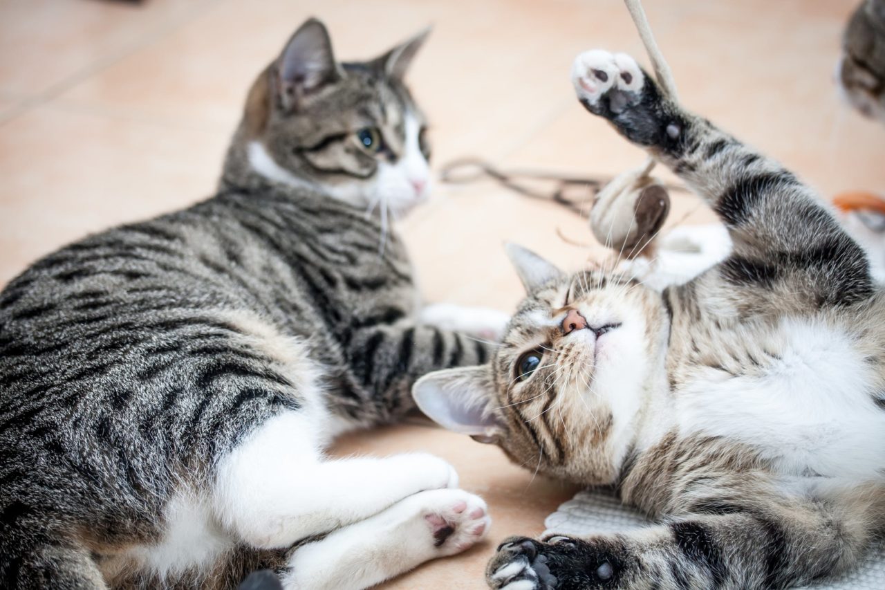 Katze Oder Kater Die Wichtigsten Unterschiede Im Charakter Und Verhalten Cat News Net