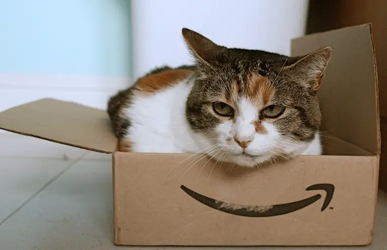 Darum Sitzt Die Katze Im Karton Hier Kommt Des Ratsels Losung Cat News Net