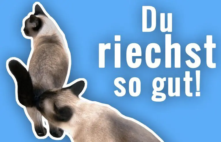 Warum Katzen Sich Gegenseitig Am Hintern Riechen