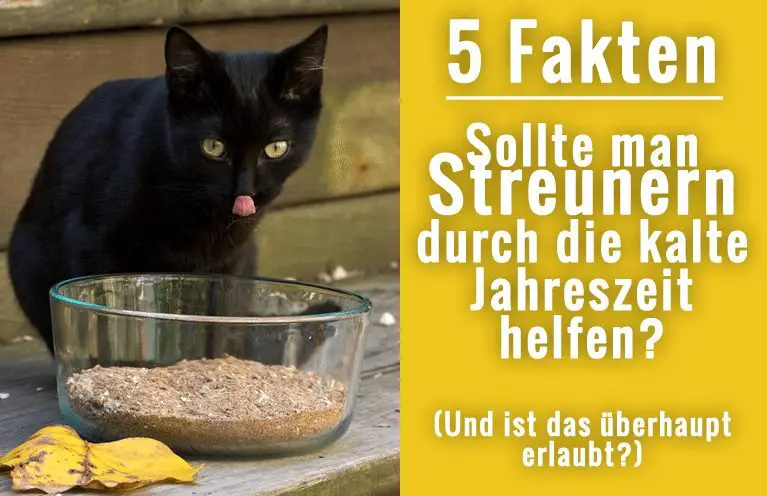 5 Fakten Freilebende Katzen In Der Kalten Jahreszeit