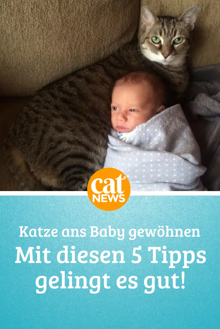 Katze An Baby Gewöhnen Mit Diesen 5 Tipps Klappt Es Cat