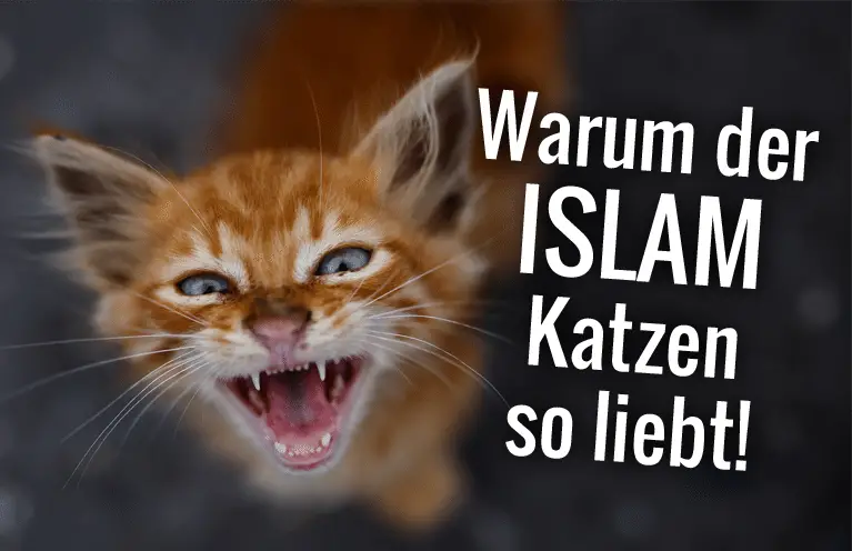 Katzen Im Islam 7 Beweise Die Zeigen Dass Der Islam Katzen