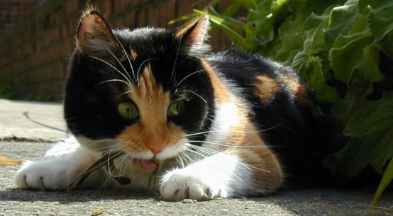 Sommersprossen Was Die Dunklen Flecken Wirklich Bedeuten