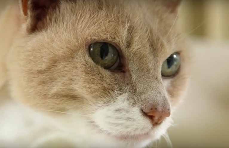 meditieren-mit-katzen