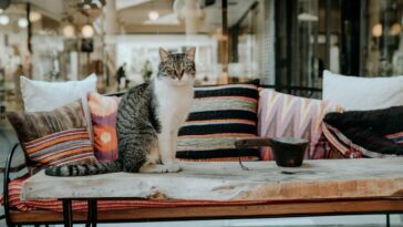 katzensichere wohnung woraus Halter achten sollten