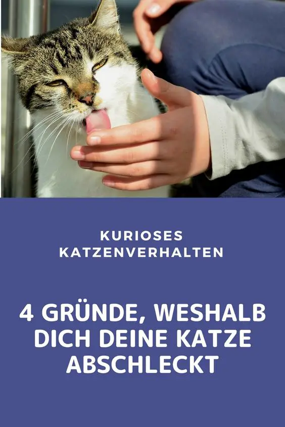 Meine Katze Leckt Mich Ab 4 Gründe Wenn Dich Deine