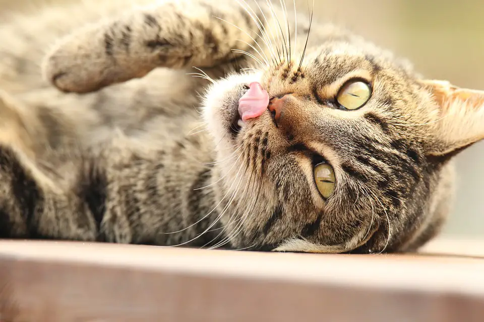 &ldquo;Meine Katze leckt mich ab!&rdquo; - 4 Gründe, wenn Dich deine Katze gerne