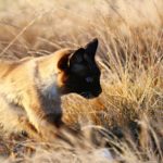 Tod einer Katze