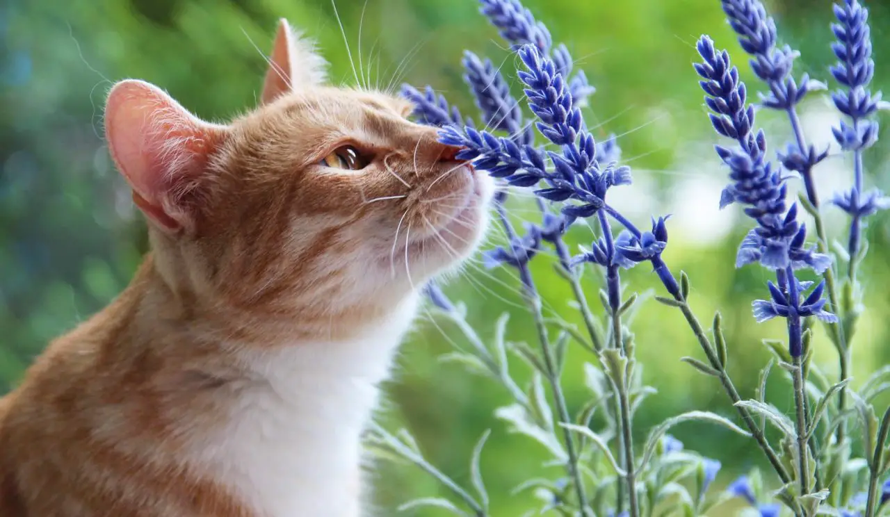 Das liebt Ihre Katze den Geruch der schönen Katzenminze ! 