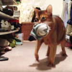 katze klaut