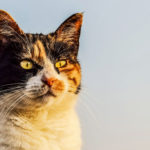 weltkatzentag-2017