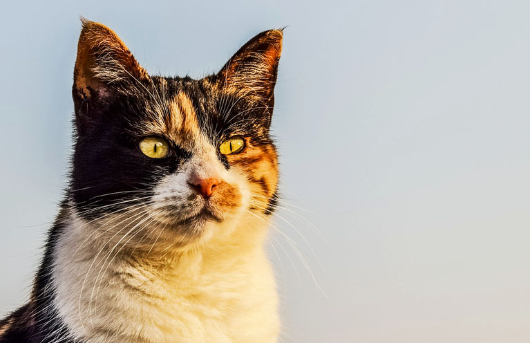 weltkatzentag-2017