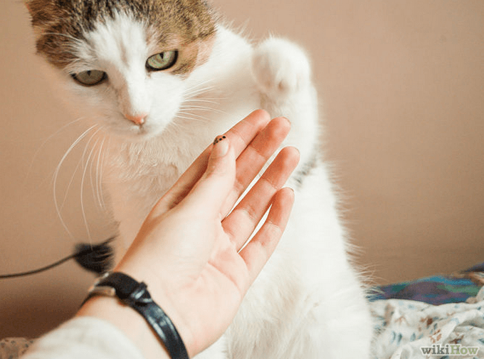 Life hacks für Katzen 10 Tricks, die jeder Katzenhalter kennen muss