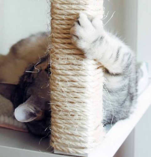 Lifehacks-für-Katzen