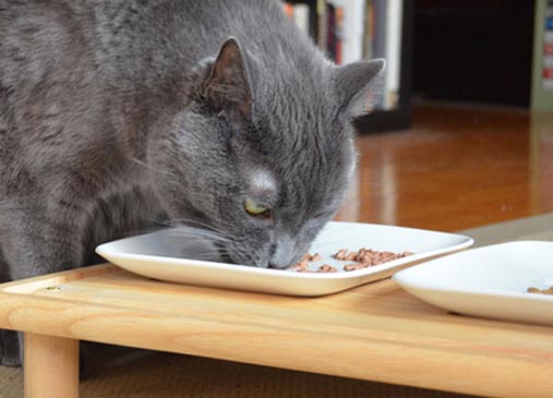 Lifehacks-für-Katzen