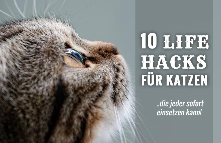 lifehacks-für-katzen