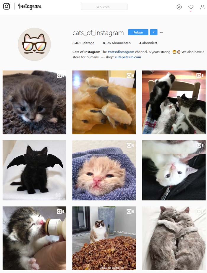Katzen auf Instagram Diesen Profilen müsst ihr folgen!