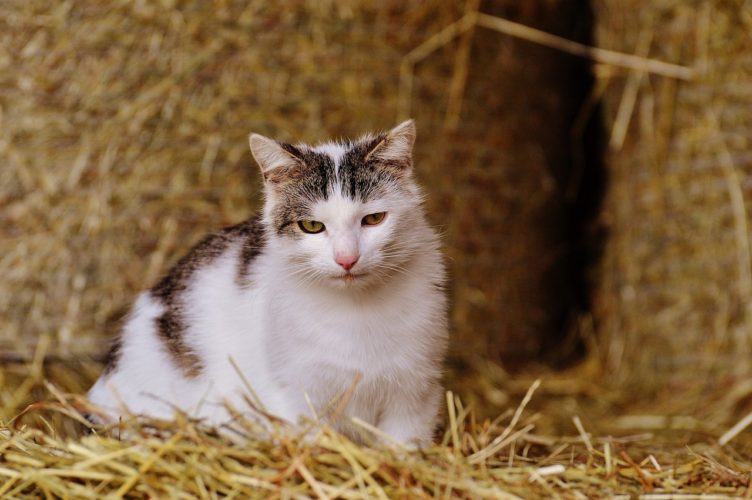 katze kaufen