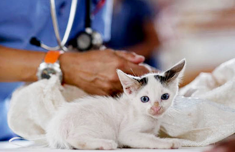 Neues Urteil Wer Für Tierarztkosten Einer Fundkatze Haftet