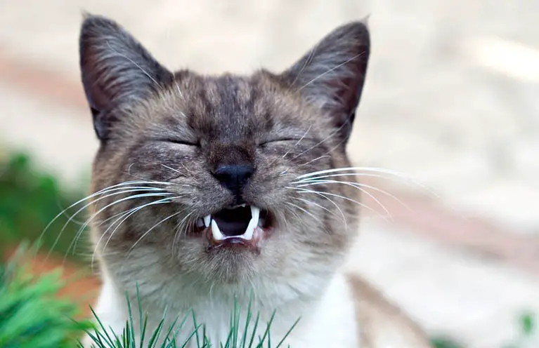 Deine Katze Niest Das Sind Die 6 Häufigsten Gründe Cat