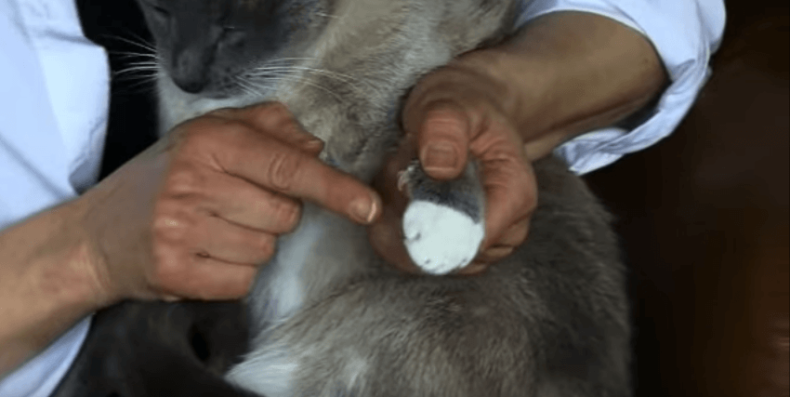 Katzenkrallen schneiden