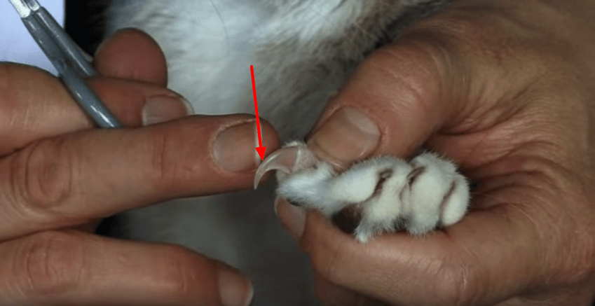 Katzenkrallen schneiden: Wann es nötig ist, wie es funktioniert (Anleitung mit Bildern)