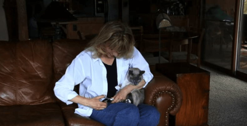 katzen krallen schneiden