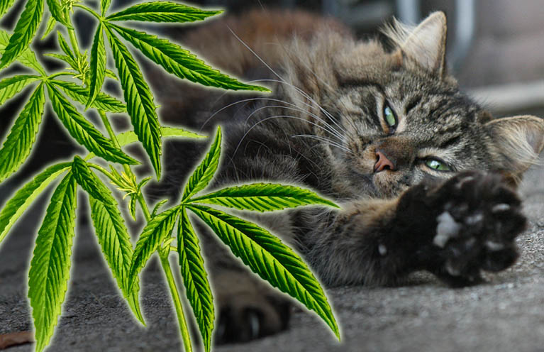 cannabis-für-katzen