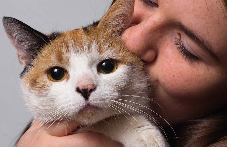 leinöl katzen
