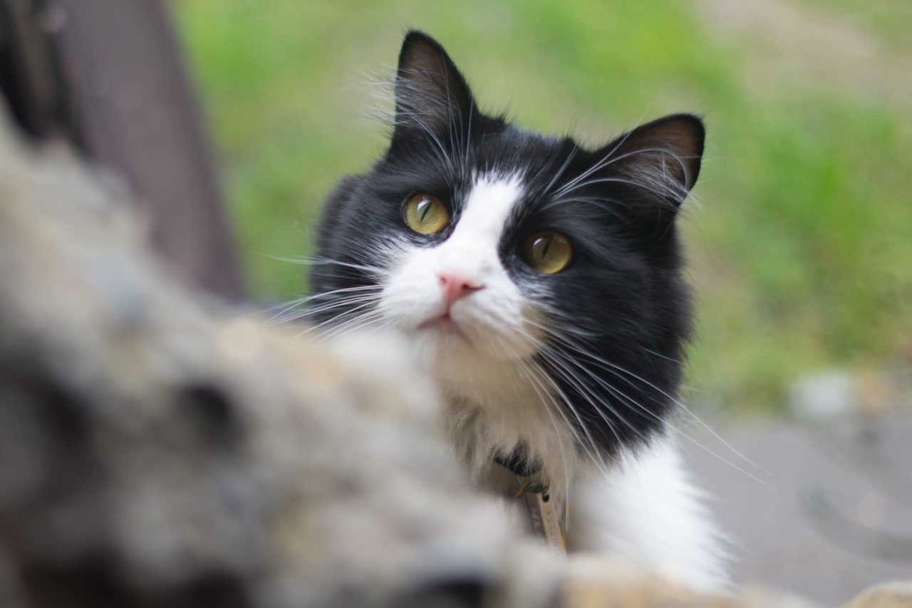 Katzensteuer