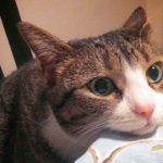 Antidepressiva für Katzen