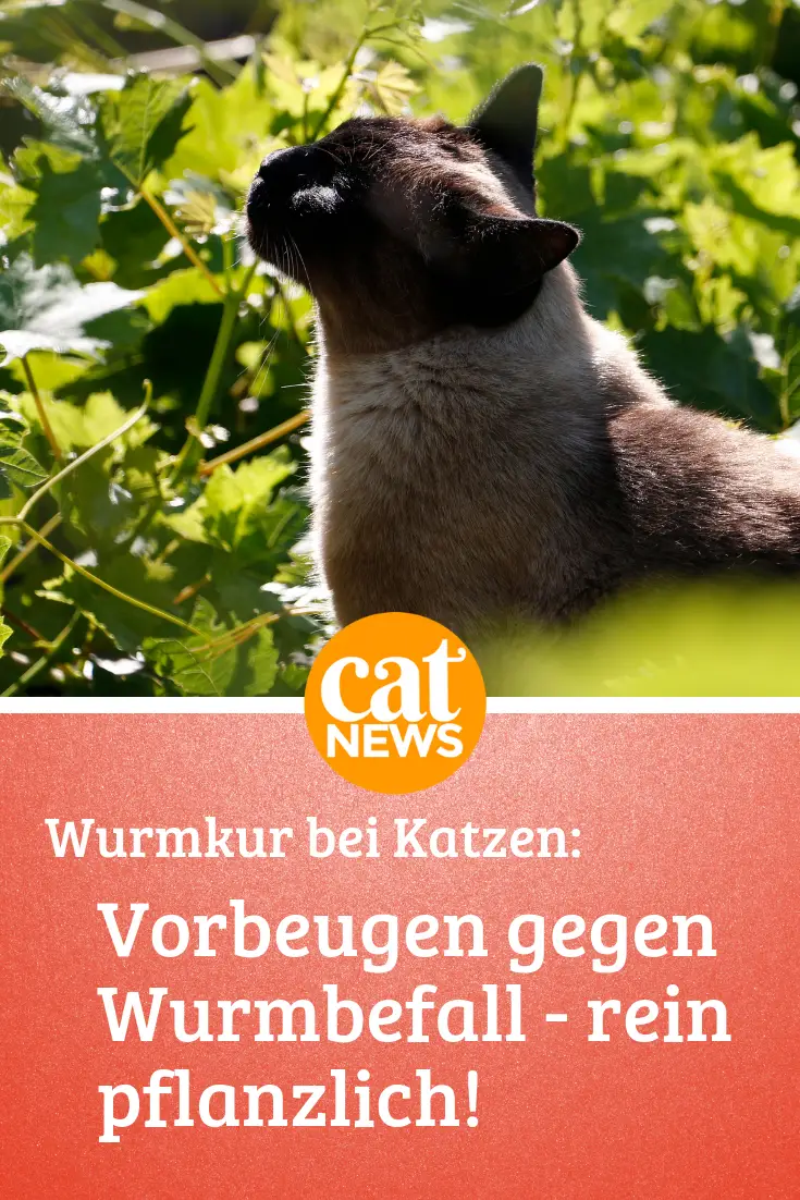 Wurmkur Bei Katzen Was Viele Tierärzte Leider Verschweigen