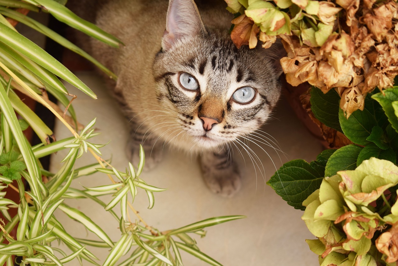 Ungiftige Pflanzen Für Katzen Diese Arten Dürfen Sogar