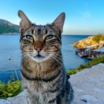 katzen auf mallorca