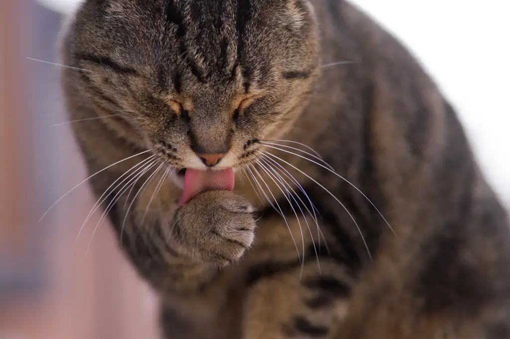 Katze Putzt Sich Ständig Overgrooming Und Was Dahinter Steckt