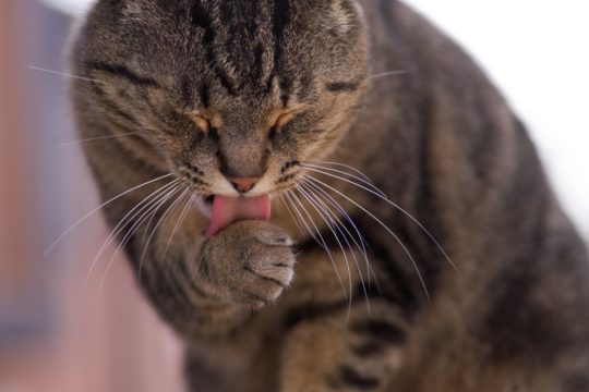 Die 5 schlimmsten Bemerkungen zum Tod einer Katze (und wie man darauf