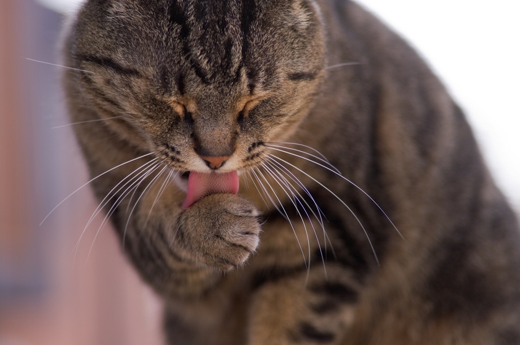 katze putzt sich ständig