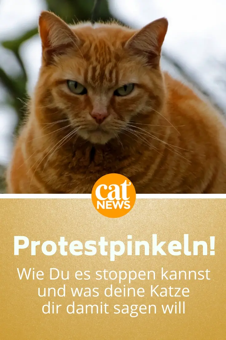 Katzenpsychologie Gründe Für Protestpinkeln Erkennen Cat