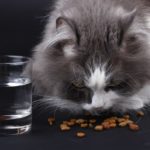 Katzenfutter Stiftung Warentest