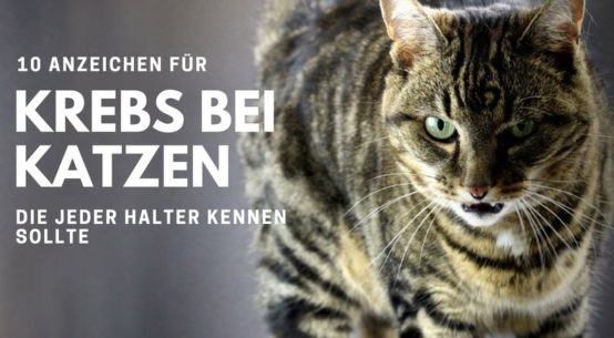 Fuchs Und Katze Sind Sie Gefährlich Füreinander 5 Fakten