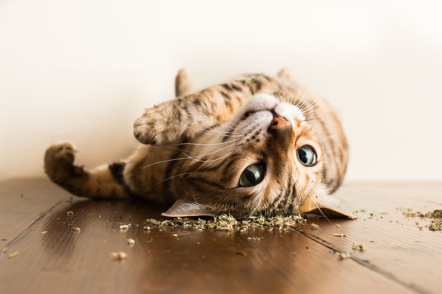 cats on catnip